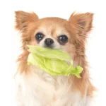 dog lettuce
