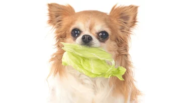 dog lettuce