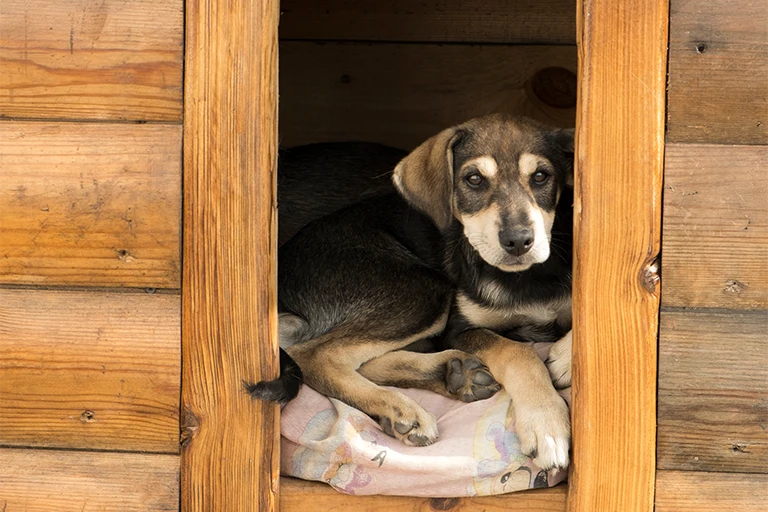 wooden dog crate