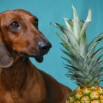 Can Dogs Eat Pineapple