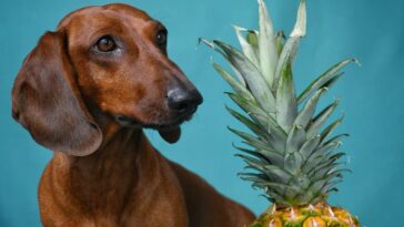 Can Dogs Eat Pineapple