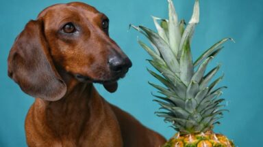 Can Dogs Eat Lettuce? - Dogs - Pawsdemy