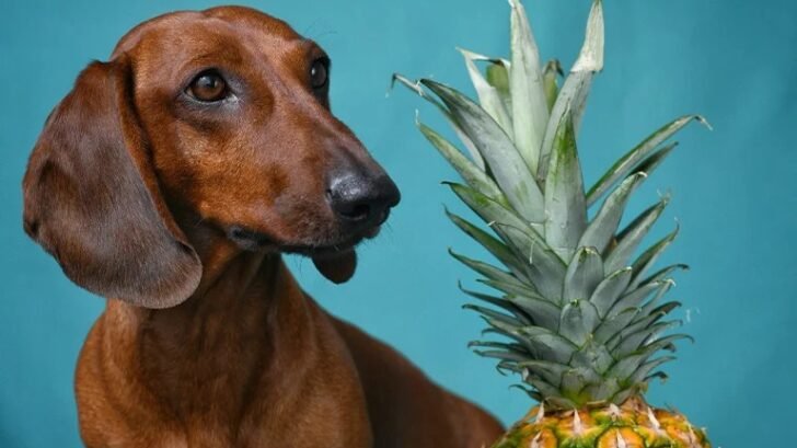 Can Dogs Eat Lettuce? - Dogs - Pawsdemy