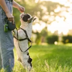 Dog Leash Training