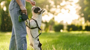 Dog Leash Training