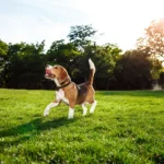 Beagle