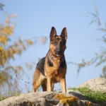 German Shepherd