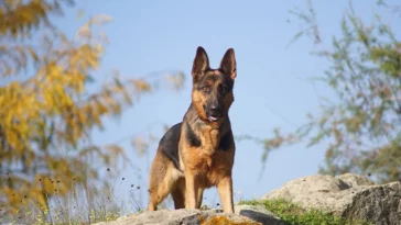 German Shepherd