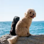 Poodle