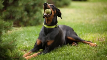 Rottweiler