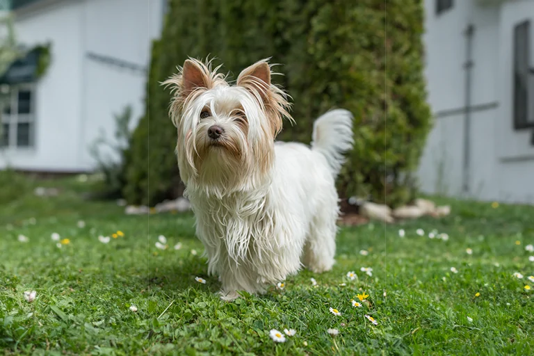 Yorkshire Terrier